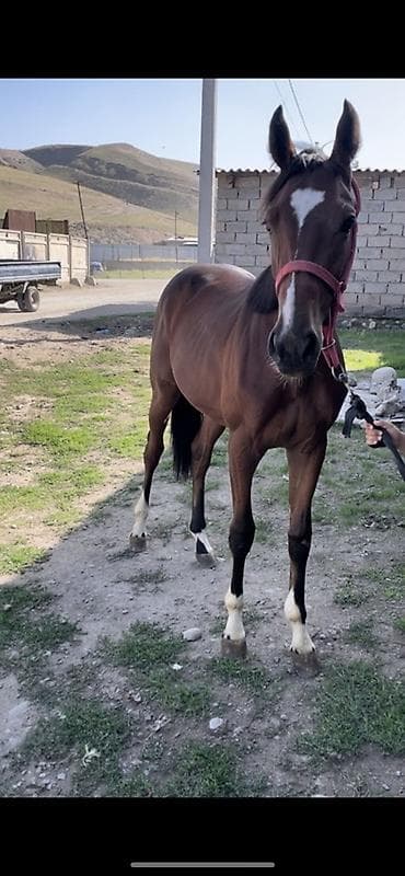 скот обмен на авто: Продаю | Жеребец | Английская | Конный спорт — 1