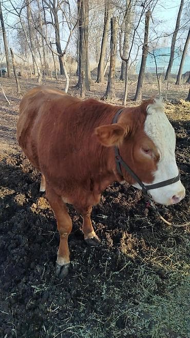 Ветеринар кызматы: Сатам | Уй (ургаачы) | Симментал | Көбөйтүү үчүн | Байланган — 1