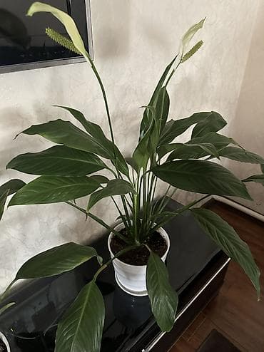 светы: Спатифиллум (Spathiphyllum) в горшке - Комнатное цветущее растение с — 3
