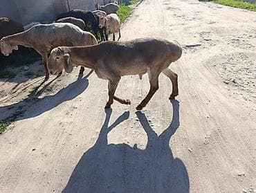 красный речка: Продаю | Баран (самец) | Меринос | Для разведения — 1