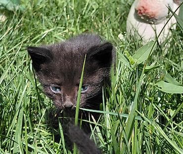 cane corso: Черные котята, помет из трех малышей. Описание: - Окрас: ровный — 3
