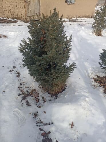 печка дома: Саженцы деревьев: Ели — 1