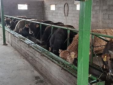 седло спортивная: Продаю | Бык (самец) | Швицкая | Для разведения — 3