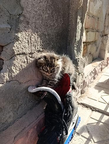 голая кошка сфинкс цена: Кошка даром: Беспородная, 2 месяца, Девочка, Приучена к лотку — 9