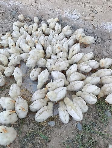 индийский бегунок купить: Продаю | Цыплята | Бройлерная | На забой — 2