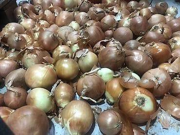 Продукты питания: Лук Оптом — 5