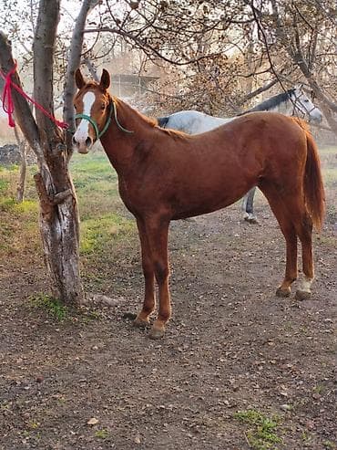 скот обмен: Продаю | Жеребец | Дончак — 1