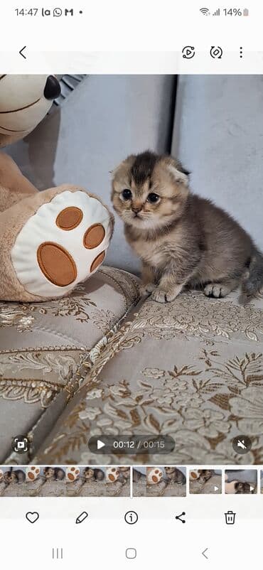 домик для кошки купить: Шотландский вислоухий котёнок (скоттиш-фолд), окраса золото/шиншилла с — 1