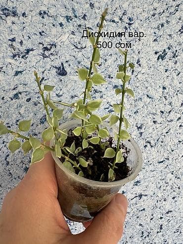 Комнатные растения: Комнатные растения в горшках: 1) Сциндапсус pictus Trebie — лиана с — 4