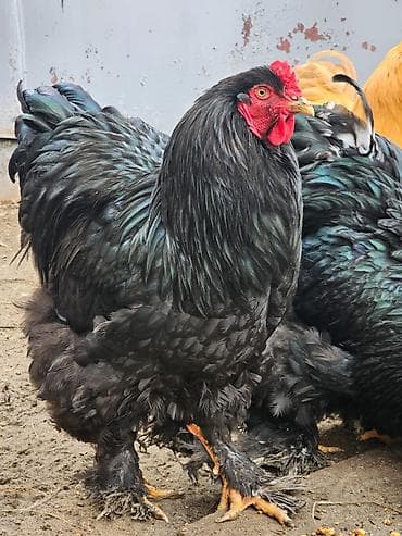 цыплята несушки купить: Продам Петуха и Курочек породы брама черная . (яйцо привозное из — 4