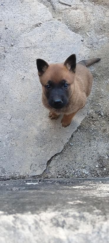 шенки бельгийской овчарки: 1 месяц, Самец, С родословной — 1