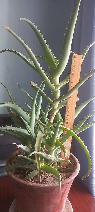 сколько стоит алоэ: Алоэ лечебное в горшке 4 штуки есть 500сом 600 сом, 700сом Высота — 2