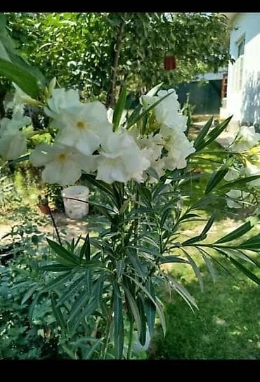 лимонный дерево: Г.Ош г.Ош г.Ош г.Ош г.Ош г.Ош г.Ош Олеандр (Nerium oleander) в горшке — 6