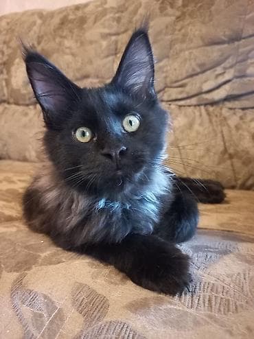 Животные: 🐾🐈 Эффектный котёнок мейн-кун чёрного цвета с шикарным воротником — 1