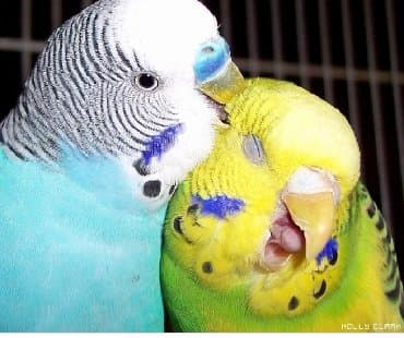 домик для волнистых попугаев: Попугаи разных видов. Хорошо учатся говорить и приручаются к рукам. В — 18