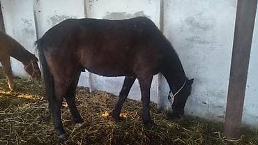 лошади кони: Продаю | Конь (самец) | Рабочий | Мерин — 3