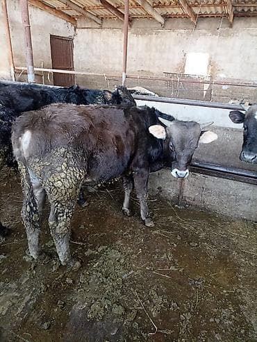 водолаз собака цена: Продаю | Бык (самец) | Полукровка | На откорм | Привязанные — 4