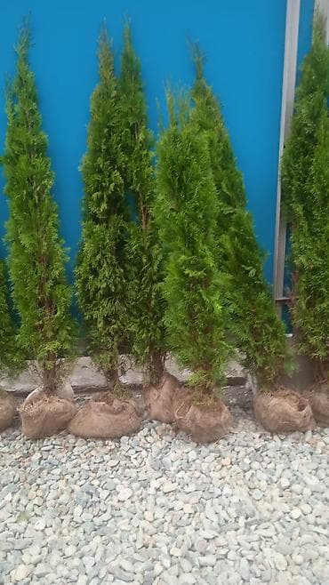 торфяные таблетки: Туя из Польши - высота 2 метра, сорт Смарагд» - Вариант — 3