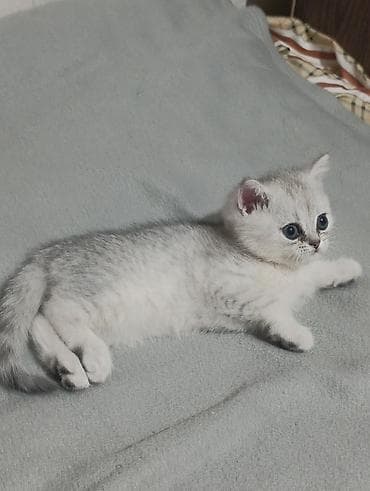 cat sofa: Продаю котёнка Шотландский шиншиллы, мальчик родился 28 июня, кушает — 2