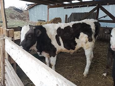 мал сату: Сатам | Бука (эркек) — 1