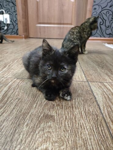 кошка с разными глазами: Кошка даром: Беспородная, 3 месяца, Девочка, Приучена к лотку — 4