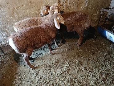 теке козел: Продаю | Баран (самец) | Эдильбаевская | Для разведения — 3