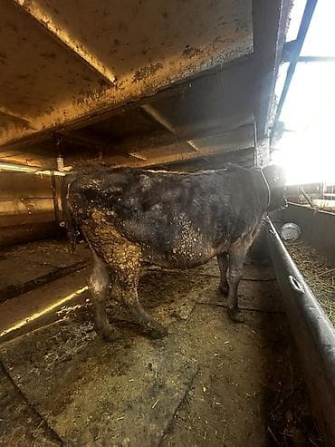 Ветеринар кызматы: Сатам | Уй (ургаачы) | Алатоолук | Союуга — 3