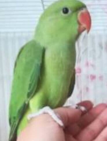 Птицы: Попугаи Ожиреловые хорошо учатся говорить и приручаются к рукам — 8