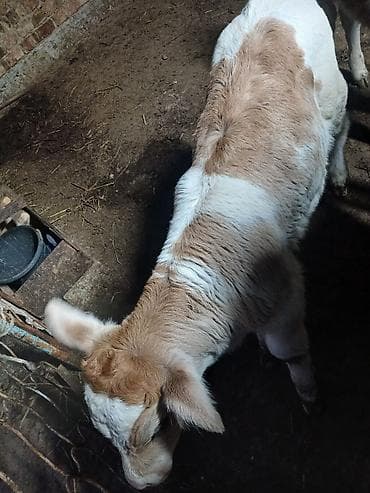 сементал уйлар: Продаю | Корова (самка) | Полукровка | Для молока | После отела — 2