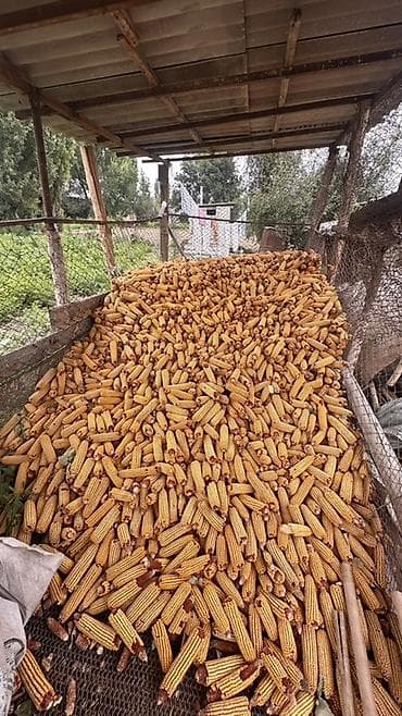 ат пони: Кукуруза в початках, урожай с подворья. 3Т!!! - Сушёные початки — 1