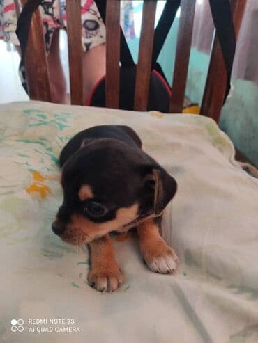 Грызуны: Две милых девочки породы чихуахуа ждут своих новых хозяев. Им 1,5 — 5