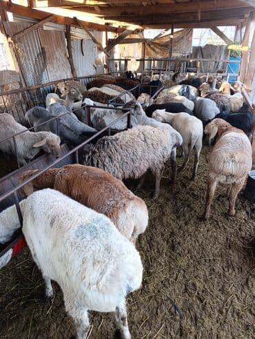 Собаки: Продаю | Овца (самка) | Для разведения | Матка — 4