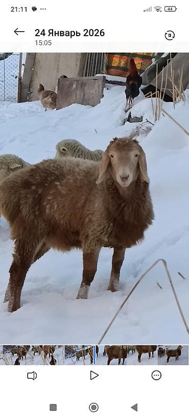 ат баши: Продаю | Баран (самец) | Гиссарская | Для разведения | Племенные — 1
