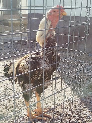 коррекция фар бишкек: Электровелосипед, Б/у — 1