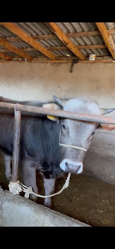 ит базар бишкек: Сатам | Бука (эркек) | Бордоп семиртүү үчүн — 2