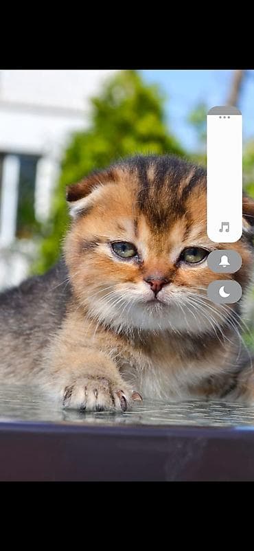 вызов ветеринара: Скотиш Фолд (Шотландская вислоухая), 1 месяц, Мальчик, Золотая шиншилла, Приучена к лотку — 5