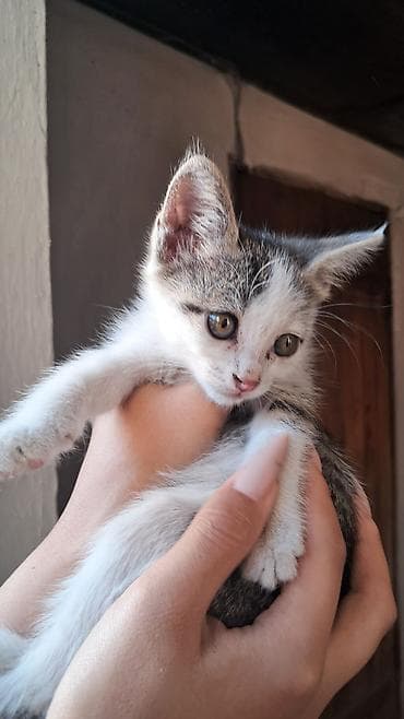 кошка бенгальская: Кошка даром: Беспородная, 2 месяца, Мальчик, Приучена к лотку — 2