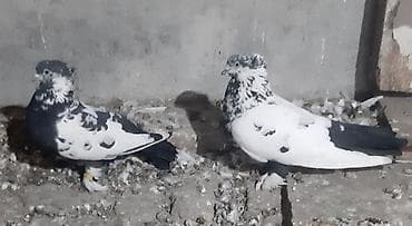 попугаи кара балта: Андижанские пара 2000 сом — 3