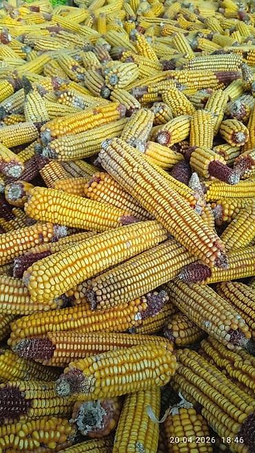 ат така: Продаю кукуруза в початках. сорт Ала-Тоо местный, сухая. Местный — 1