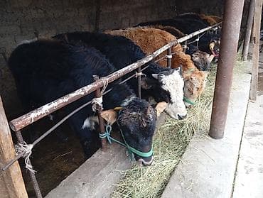 тайган щенок: Продаю | Бык (самец) | Швицкая | На откорм — 3