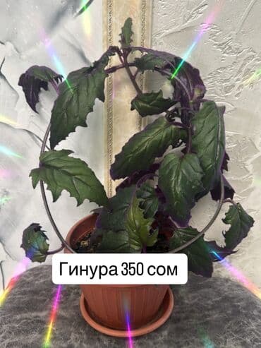 подарочная корзина бишкек: Комнатные цветы — 8