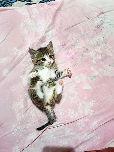 Котята в хорошие руки: один мальчик и две девочки. Очаровательные — 1