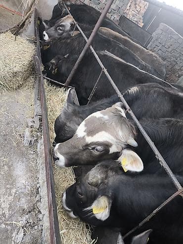 Продаю | Бык (самец)