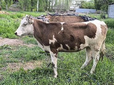 ячмень яровой: Продаю | Тёлка | Для разведения | Привязанные — 4