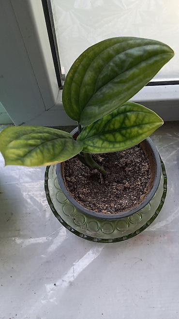 Кактусы: Комнатные растения в горшках 1) Кактус опунция (вероятно Opuntia — 2