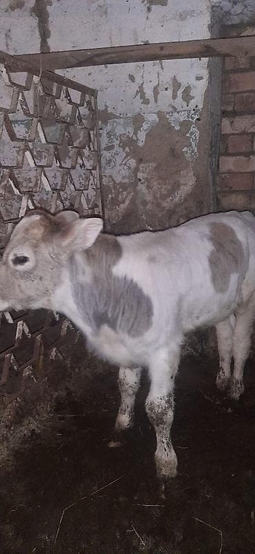 куда отдать собаку бишкек: Продаю | Музоо, торпок | На откорм — 2