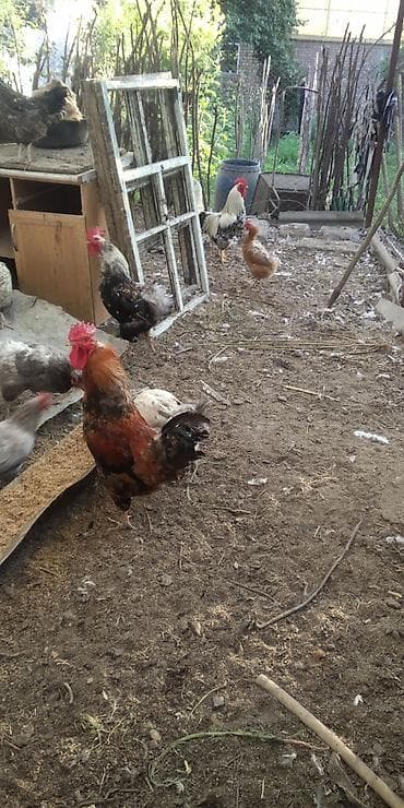 Животные: Продается годоваловые 6 петухов, можно на мясо или на развод — 2