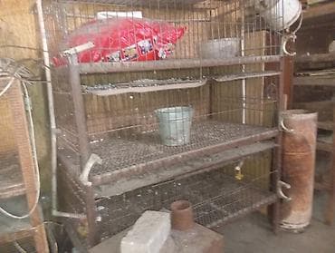 курица домашняя цена: Многоярусная металлическая клеточная батарея для птицы/кроликов/мелких — 1