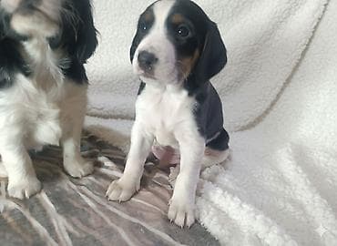 продать собаку срочно: Щенки спаниеля 🐶 Город: Кан Продаются щенки чистокровного спаниеля: 🐾 — 6