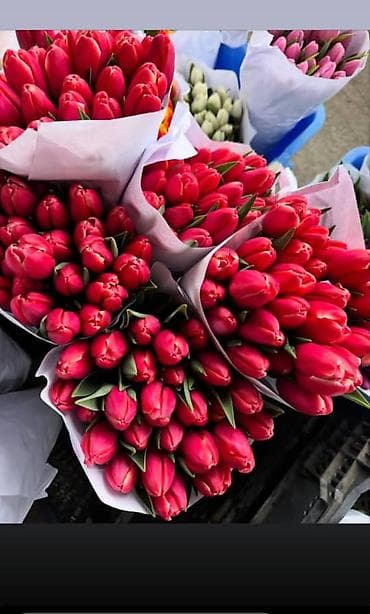 морковь оптом: 🌷 ТАКОЙ ЦЕНЫ В КЫРГЫЗСТАНЕ НЕТ 🌷 Голландские тюльпаны — 65 сом оптом — 7